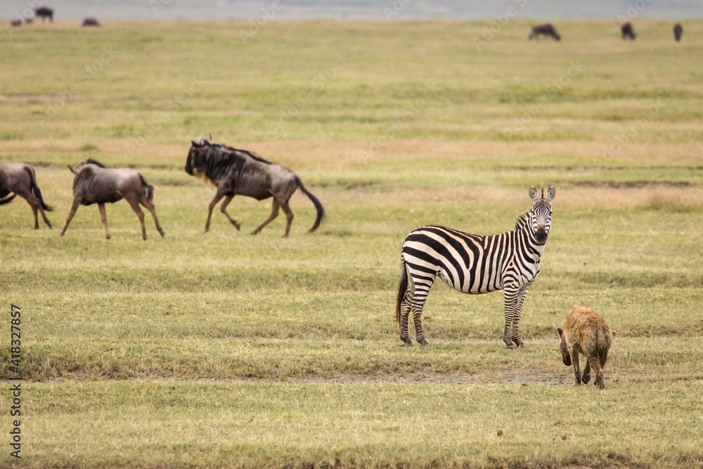 Hyena in the grass with zebra and wildebeast in background during safari in National Park of Serengeti, Tanzania. Wild nature of Africa.