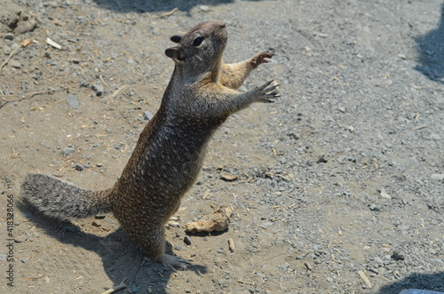 Squirrel grabbing for food