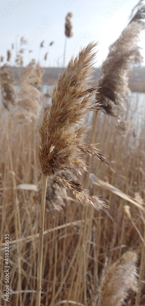 Obraz premium the grass in the wind