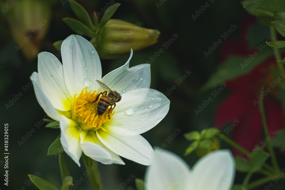 Honey bee collecting pollen at beautiful flower in blur background. Honey bee collecting pollen at beautiful flower in blur background.