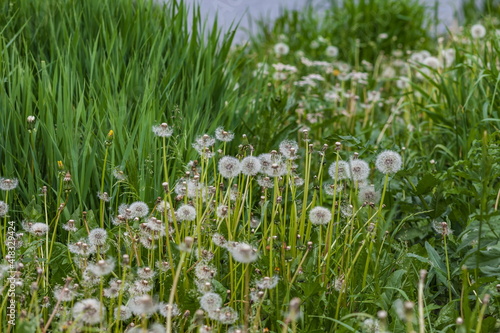 White dandelions in summer on the green background