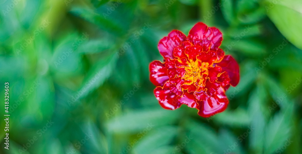 Red flower marigolds close-up on green background in summer after rain