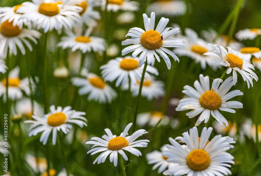 Garden Daisy in the flowerbed in summer closeup Garden Daisy in the flowerbed in summer closeup
