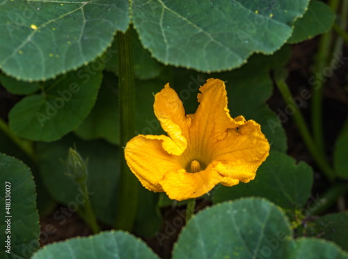 Yellow pumpkin flower closeup