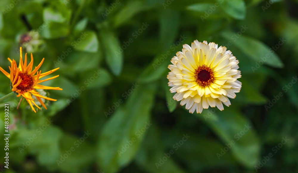 Orange flowers of marigold closeup in summer on a green background Orange flowers of marigold closeup in summer on a green background