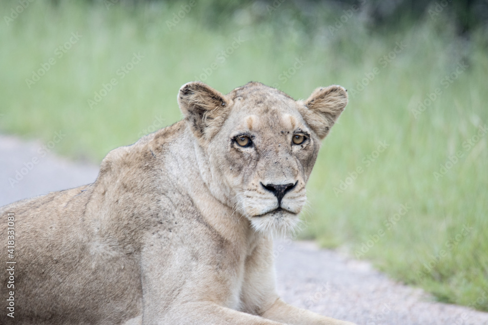Kruger National Park: Lioness portrait Kruger National Park: Lioness portrait