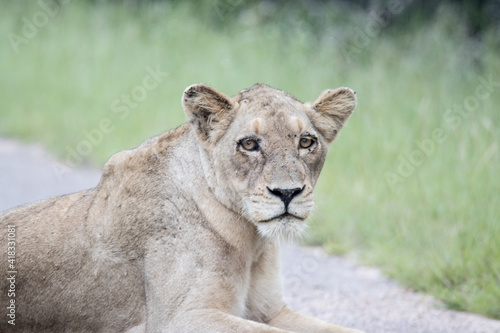 Kruger National Park  Lioness portrait
