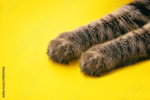 Paws of gray fluffy, tabby cat on bright yellow background