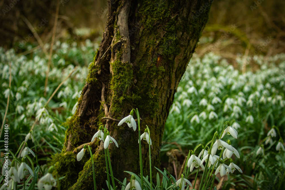 Woodland snowdrops Woodland snowdrops