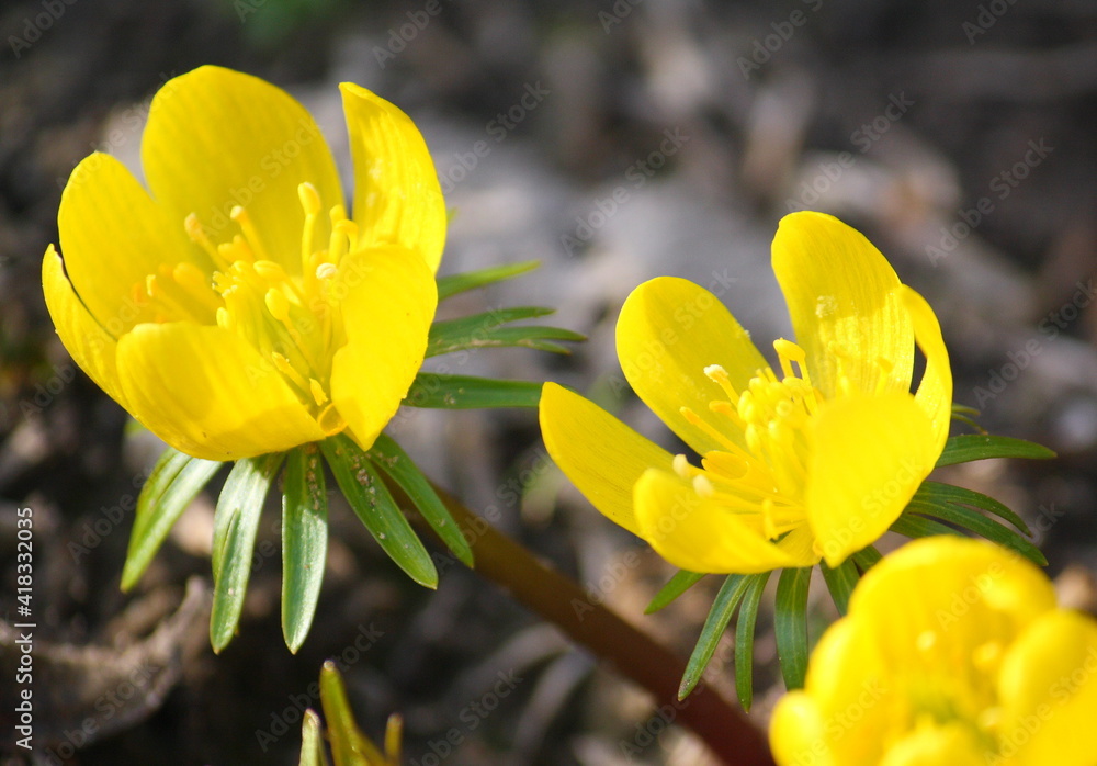 Obraz premium Close-up of a cluster of yellow winter aconite flowers opening in the sunshine