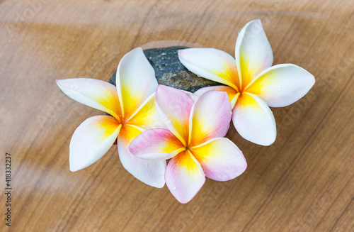 Closeup fresh beautiful plumeria flower on stone floor texture background  nature concept background  spring and summer season