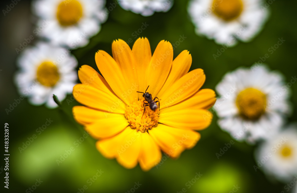 Obraz premium Orange calendula flower with insect closeup