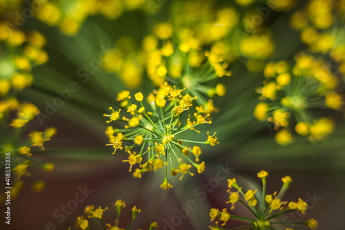 Dill inflorescence close-up