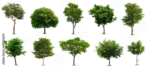 Set beautiful trees isolated on white background  Suitable for use in architectural design  Decoration work  Used with natural articles both on print and website.