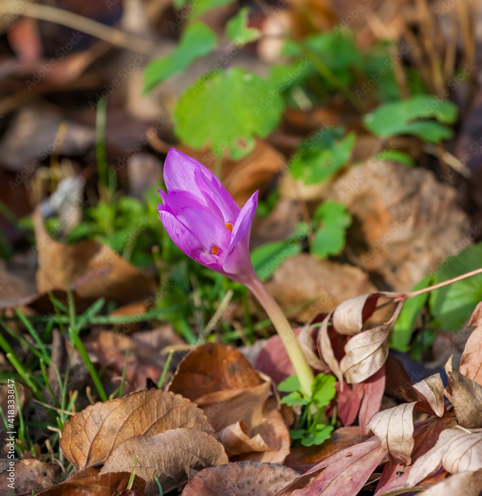 The flower autumn Crocus amid fallen leaves of trees in autumn The flower autumn Crocus amid fallen leaves of trees in autumn
