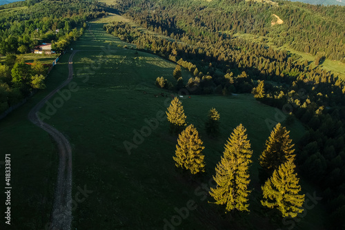 Beatiful green landscape with fir trees and country road. Comanesti, Romania. photo