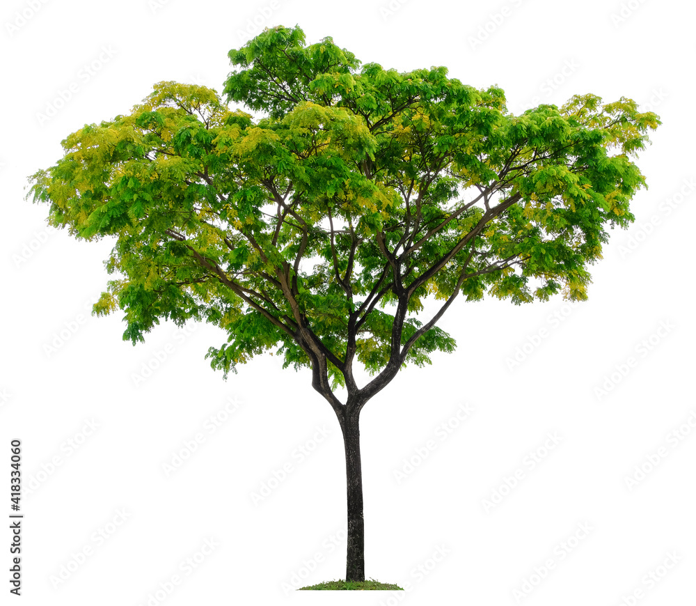 Fototapeta premium Beautiful tree isolated on white background. Suitable for use in architectural design or Decoration work.