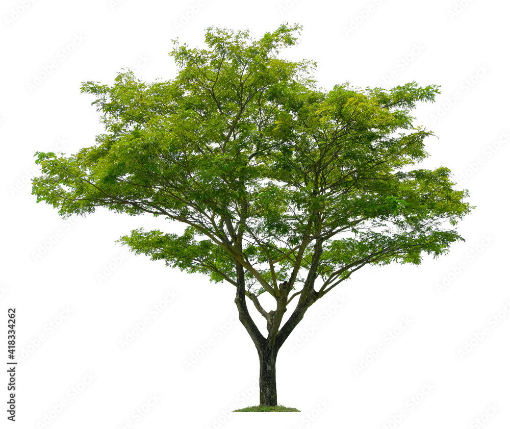 Obraz premium Beautiful tree isolated on white background. Suitable for use in architectural design or Decoration work.