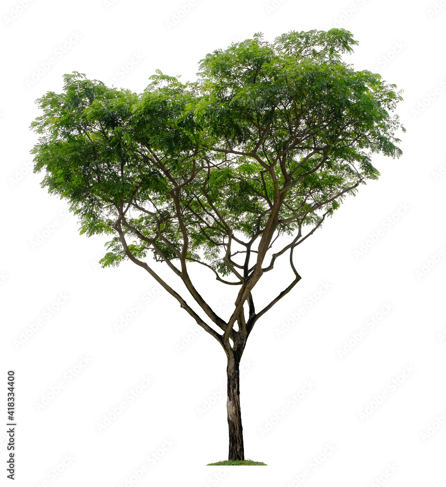Obraz premium Beautiful tree isolated on white background. Suitable for use in architectural design or Decoration work.