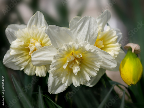 Photo of narcissus flowers of sort Ice King  with soft focus, blur.