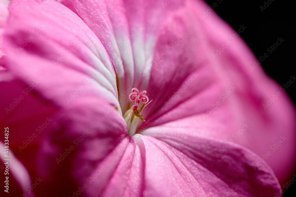 Pink geranium flower on a black background close-up, macro. Spring and summer background Pink geranium flower on a black background close-up, macro. Spring and summer background