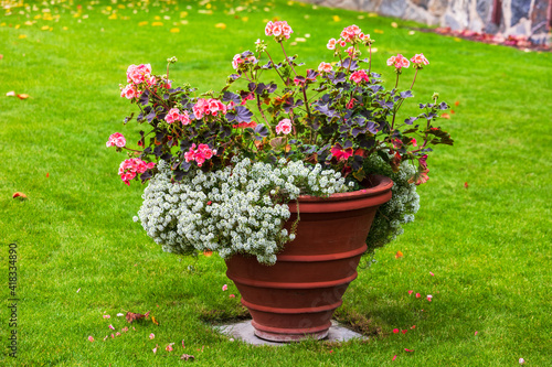 white and red flowers in a pot in park