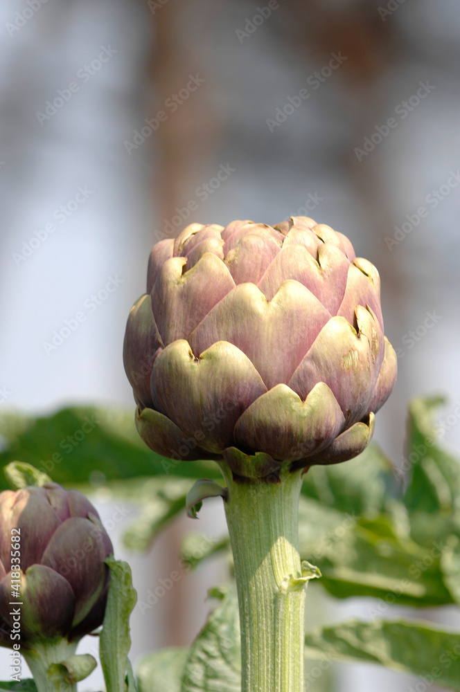 Obraz premium carciofo romanesco or Roman artichoke is a typical product of field from Lazio and Roman area in Italy