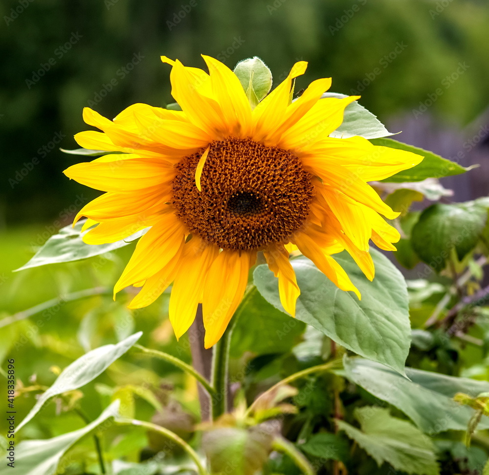 Yellow Sunflower flowers closeup in summer garden on green background Yellow Sunflower flowers closeup in summer garden on green background