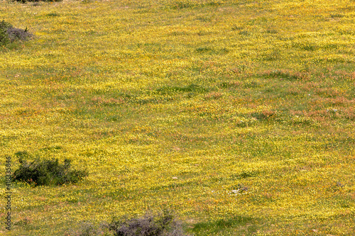 field of yellow flowers