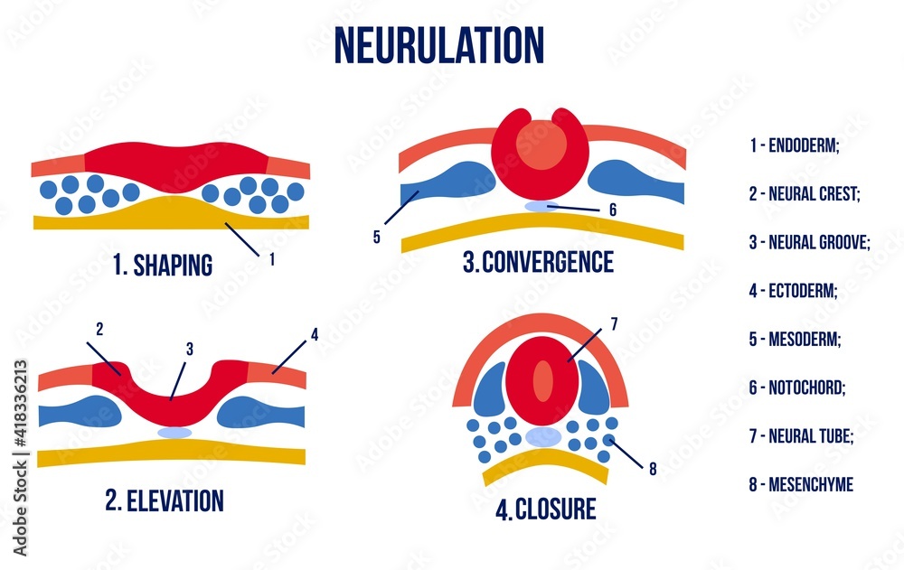 Stages Of Neurulation Neural Tube Formation Vector Illustration Stock 