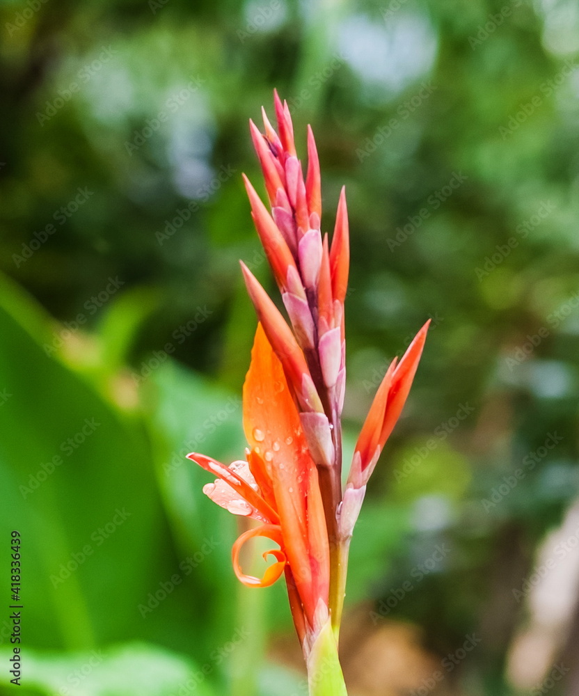 Flower heliconia psittacorum closeup after rain with water droplets