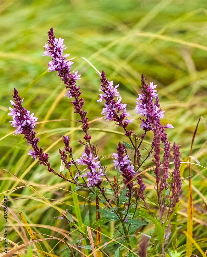 Sage flowers closeup on green background