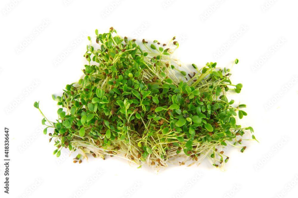 Micro greens arugula sprouts closeup on the pile of buds seeds and greens Micro greens arugula sprouts closeup on the pile of buds seeds and greens
