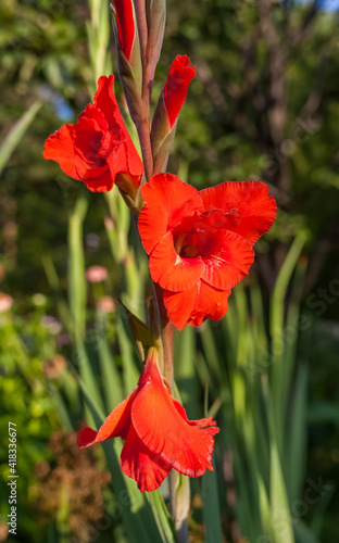 Gladiolus flowers closeup on green background
