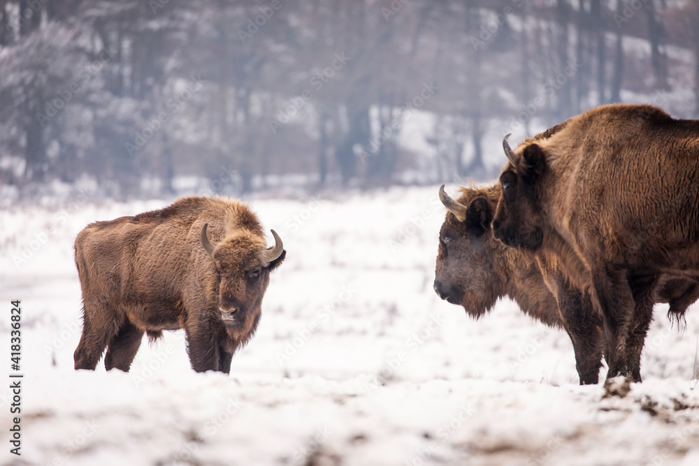 Bisons in forest during winter time with snow. Wilde life Bisons in forest during winter time with snow. Wilde life