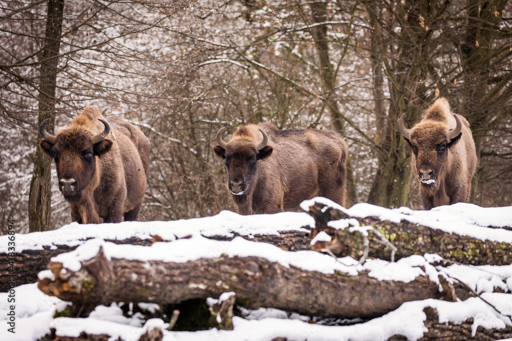 Fototapeta premium Bisons in forest during winter time with snow. Wilde life