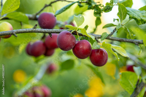 Purple plum on a tree branch in a garden. Authentic farm series. Soft Focus.