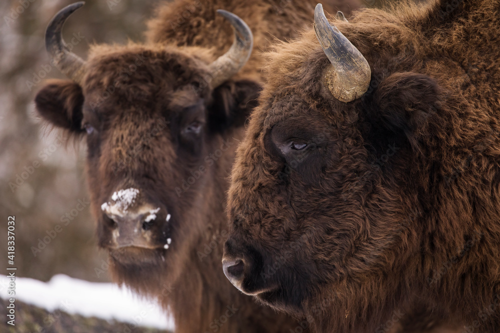 Bisons in forest during winter time with snow. Wilde life Bisons in forest during winter time with snow. Wilde life
