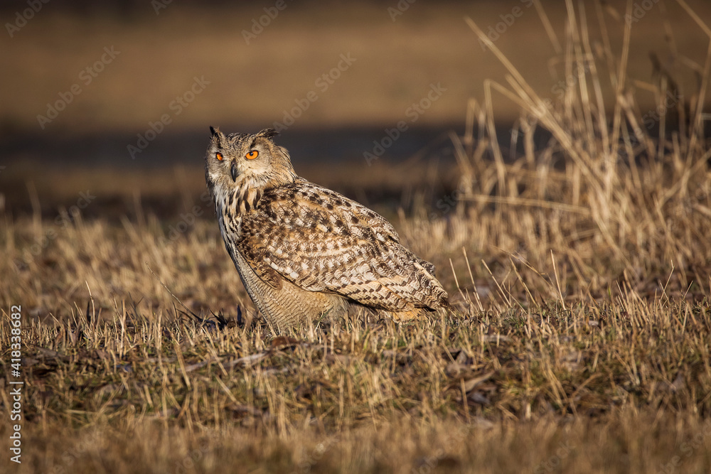 Beautiful bird siberian owl flying with dark background Beautiful bird siberian owl flying with dark background