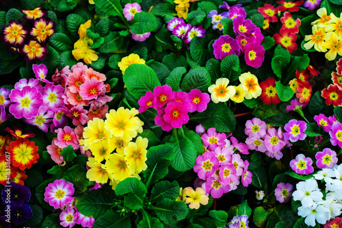 Fototapeta Naklejka Na Ścianę i Meble -  Many primrose flowers in different colors and sizes. Flat lay frame