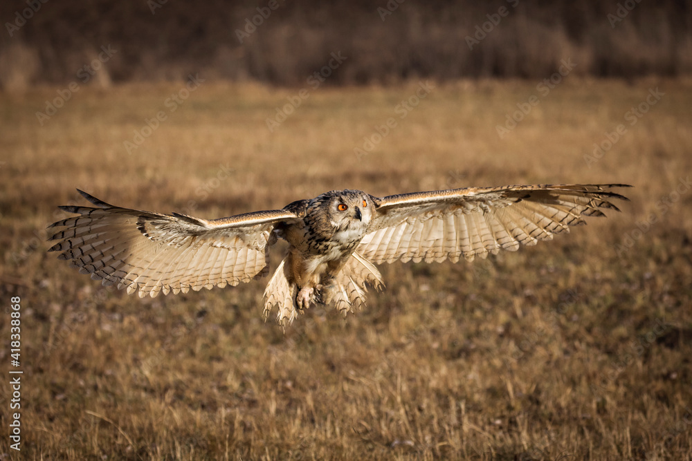 Fototapeta premium Beautiful bird siberian owl flying with dark background