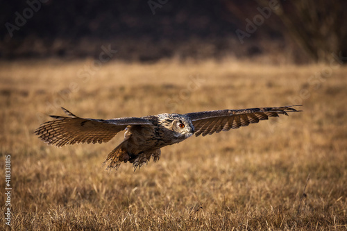 Beautiful bird siberian owl flying with dark background