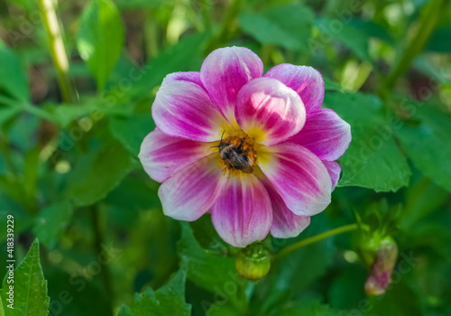 Pink Dahlia flower with bumblebee closeup on green background