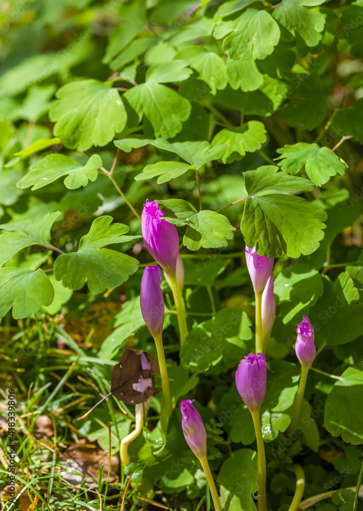 Colchicum flowers closeup on green background Colchicum flowers closeup on green background