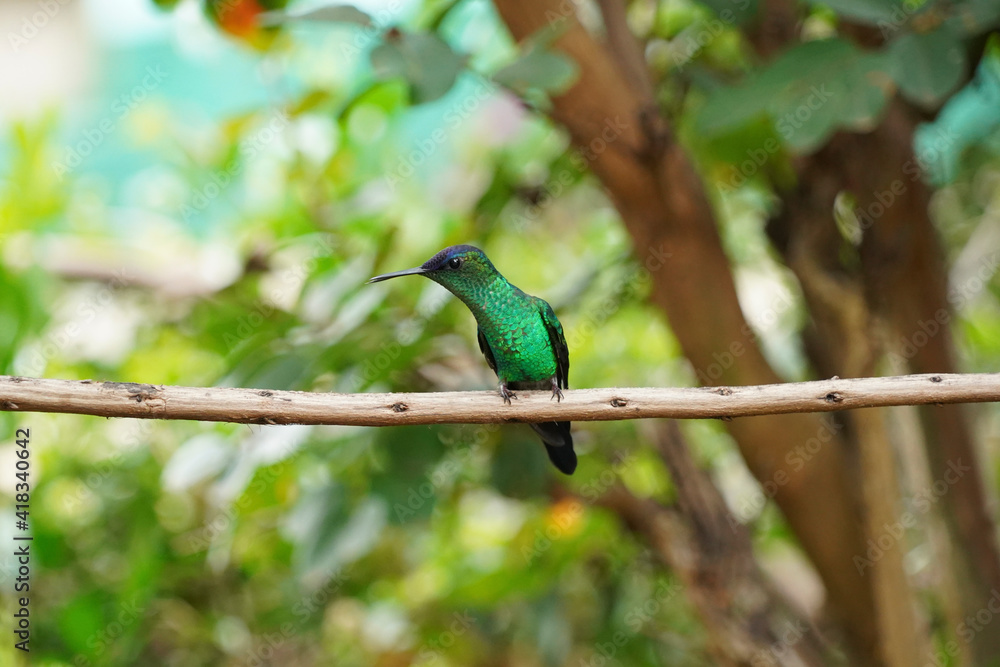 Violet-capped Woodnymph Hummingbird on a branch Violet-capped Woodnymph Hummingbird on a branch