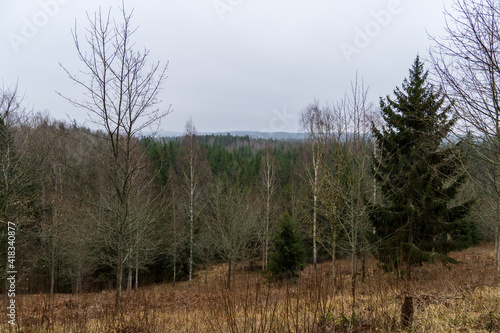 forest from the hill through the trees