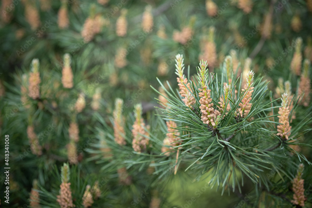 Young shoots on pine branches. Fresh shoots on the tips of pine branches close-up in spring, large needles. Young shoots on pine branches. Fresh shoots on the tips of pine branches close-up in spring, large needles.
