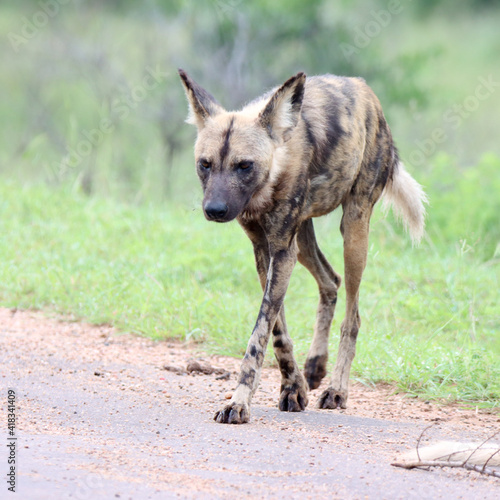 Kruger National Park: wild dog in the road