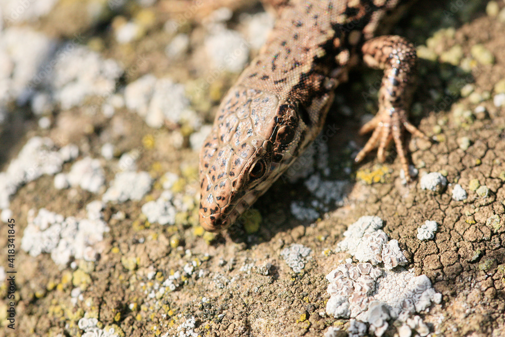 Wall Lizard at a wall, Wartberg, Heilbronn, Germany, Europe Wall Lizard at a wall, Wartberg, Heilbronn, Germany, Europe