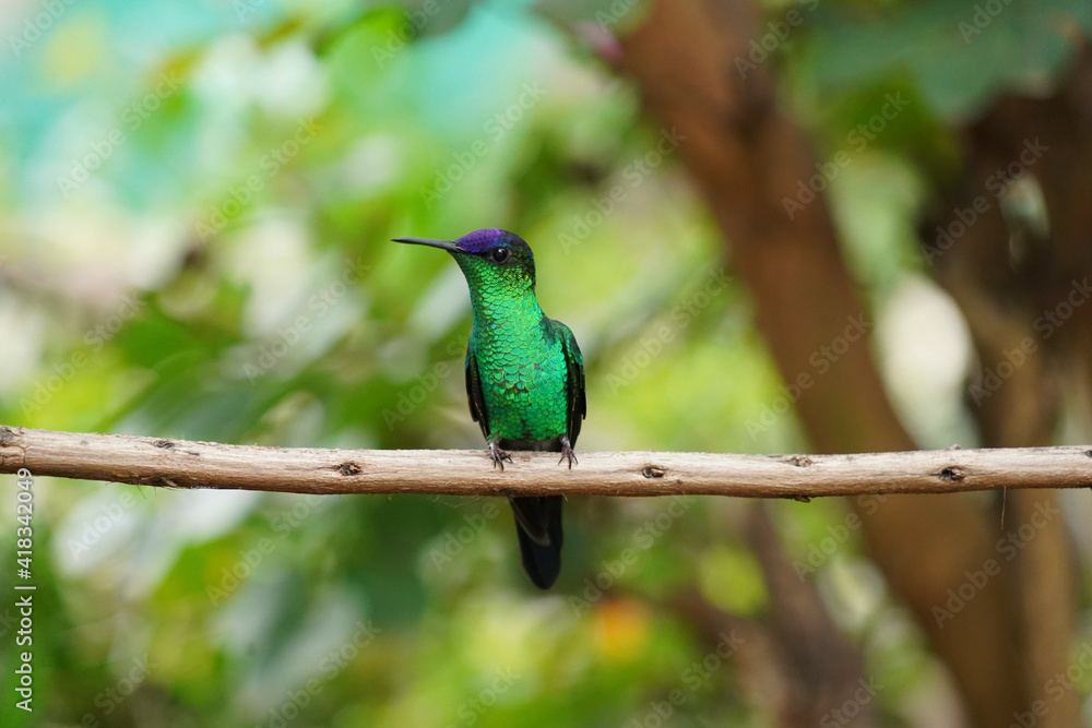 Fototapeta premium Violet-capped Woodnymph Hummingbird on a branch